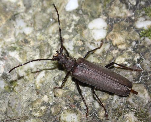 Réf. 211 383 : Aegosoma scabricorne